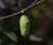 Early Chrysalis